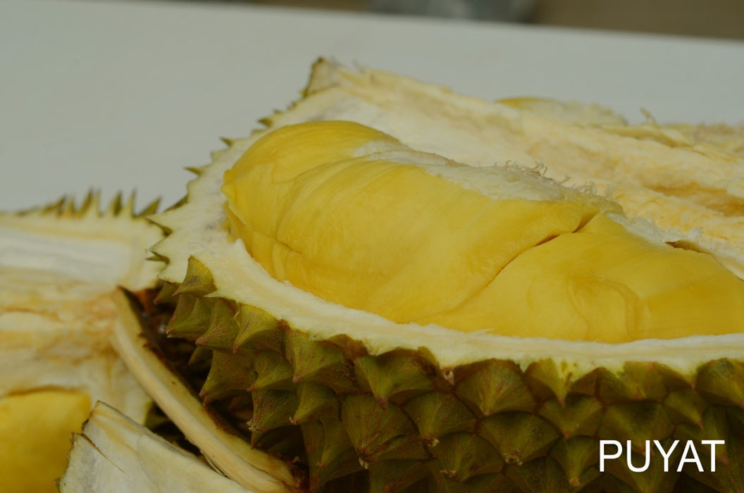 Puyat Fresh Durian
