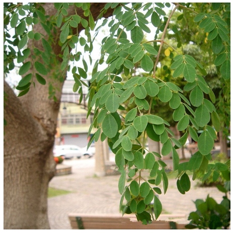 69686 philodendron care Philodendron 69686 Plant in 6