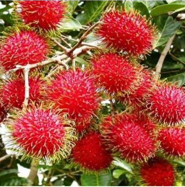 Rambutan Seeds Red Fruits Bonsai Plants Home Garden Ornamental Trees 5Pcs/Pack