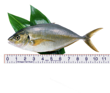 Wintape Fish Height Tape Measure Sticker Outdoor Measurement Tools For Fishing Measuring Ruler Stick