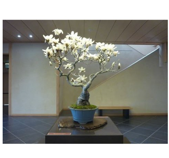 Bonsai Moringa Tree Plant Seeds Malunggay