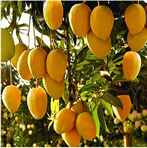 Caiuet Seed Mango Seeds Mango Tree Seeds Rare Organic Fruit Seeds