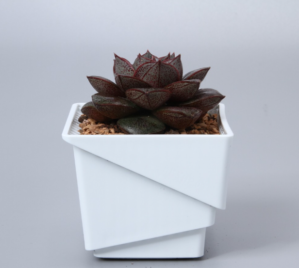 Diagonal Design White Mesh Square Pot for Cactus and Succulents