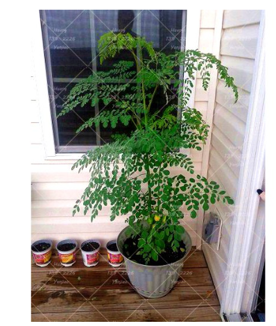 Bonsai Moringa Tree Plant Seeds Malunggay