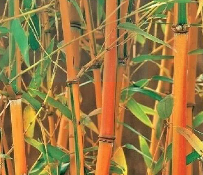 Premium-Quality Bamboo Seeds Orange Fargesia