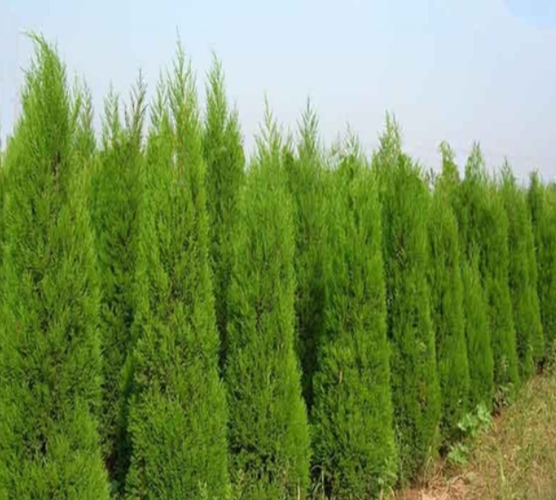 100 Pcs Rare Cypress Trees bonsai Conifer Cypress Planta Seeds, Evergreen Landscape Plant,100%