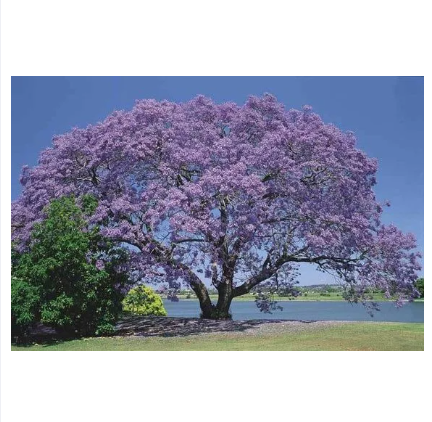 Blue Jacaranda Flowering Tree Seeds