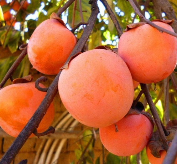 30pcs Summer Easy-growing Persimmon Seeds Non Transgenic Fruit Tree Plants Seed