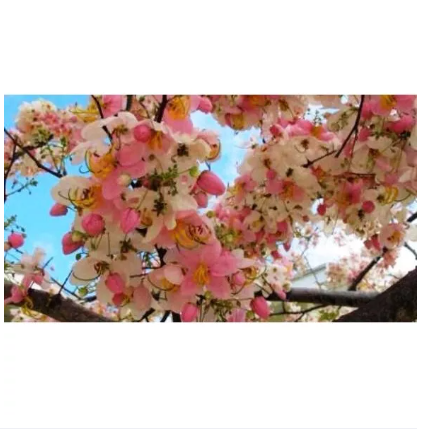 Philippines Cherry Blossom Tree Seeds