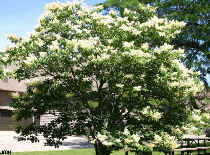 Premium-Quality Ivory Silk Japanese Lilac Tree Seeds