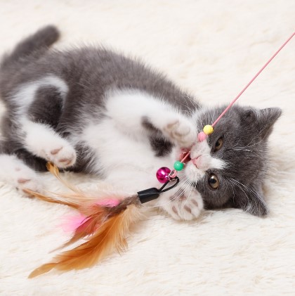 Cat Toy Kitten Interactive Cat Dancer Fish/Caterpillar Tease Wand Chase Toy