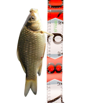 1.38m*5cm Waterproof Fish Measuring Ruler Foldable Fishing Ruler Tape PVC Measurement For Measuring