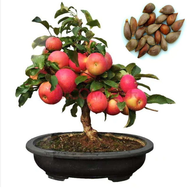 Dwarf Bonsai Apple Tree Seeds  Grow Exotic Indoor Fruit Bonsai 10 Seeds