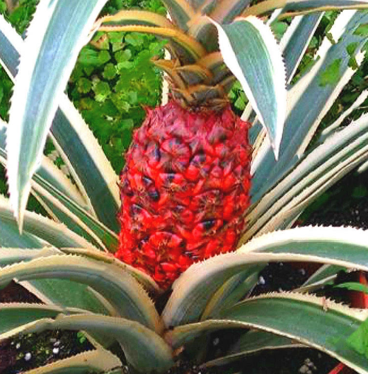 100 Pcs/Bag Pineapple Seeds Dwarf Pineapple Plantas Tree Fruit Rare Bonsais Plant Bonsai