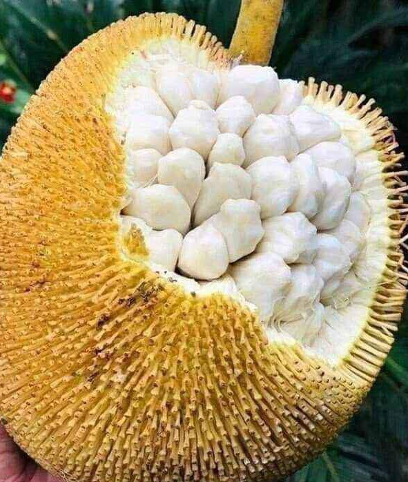 Marang Fruit